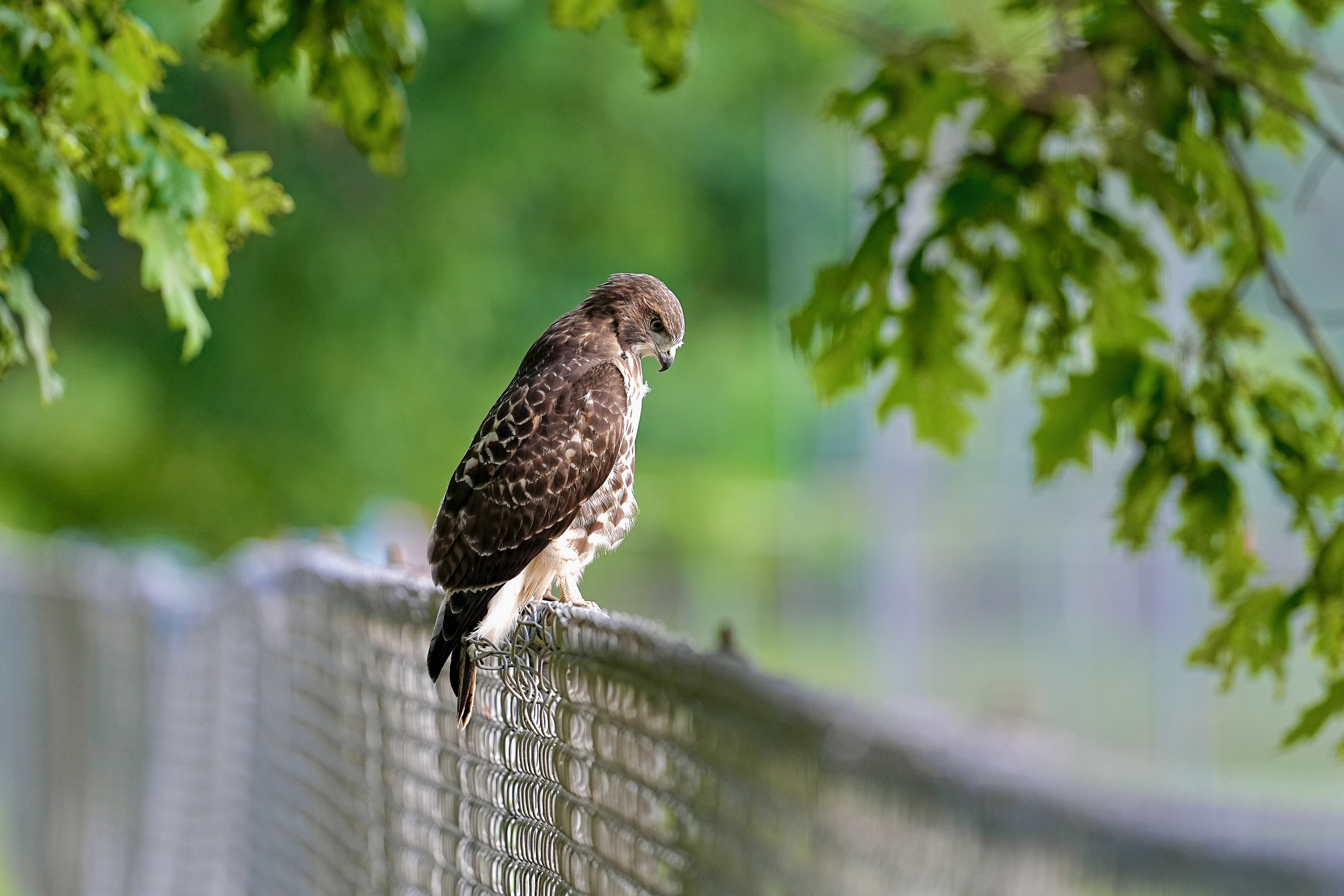 Red-tailed Hawks O1 and O2